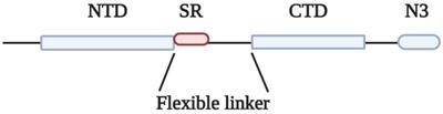 SR/RS Motifs as Critical Determinants of Coronavirus Life Cycle